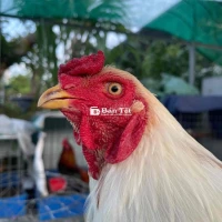 Bướm Tơ Zin Bổn Mẻ Xài Cựa Giỏi