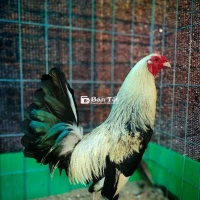 Cần bán gấp gà zin 1 triệu 3 trăm ngàn