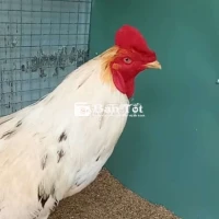 Bướm thái 3k450