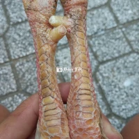 Bướm 2kg3 cấn lường nhẹ