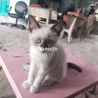 Cần Tìm Bame Yêu Thương Cho Mèo 5 Tháng Tuổi  