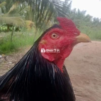 Xám 2,6kg còn lên nhìu