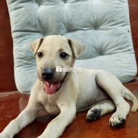 Tìm nhà mới cho bé Labrador đáng yêu!