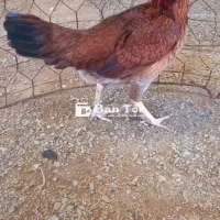 Gà đá cần tìm chủ mới