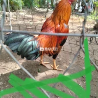 Điều tơ siu mỹ