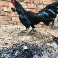 trống tơ nòi peru