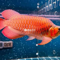Cần bán gấp Huyết Fa Fu Long VIP