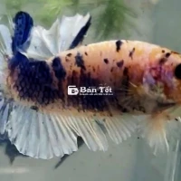 Koi Marble