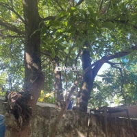 Cần bán 2 cây lộc vừng đã trồng hơn 10 năm  