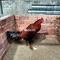 Que 3kg4 Gà thanh lý