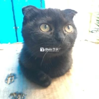 bán nhanh mèo anh lông dài