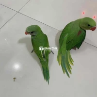 pét cưng tự ăn.