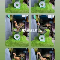 Trống tre bắc 3 tháng tuổi  