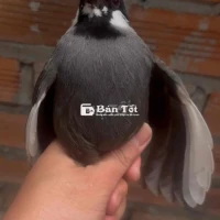 Khướu Đột Biến Cần Ghép - Liên Hệ Ngay!  