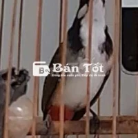 Mào cafe bộ khủng to dài yếm đậm sâu nết gấu