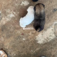 Chó Nhật khoẻ mạnh nhà đẻ cần tìm chủ yêu thương  