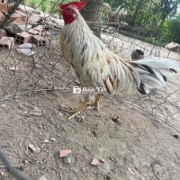 Gà Chúa Cựa Với Gà Thua Bướm Lái Cát 2K8 Trắng Con Lên To - Chúa Cựa Mạnh  