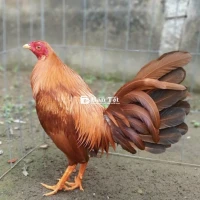 Cần bán Tre Mỹ khét 1kg2 zin