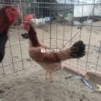 Gà mái siu mỹ