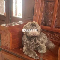 Tìm Nhà Mới Cho Chó Poodle Hiền Lành, Ngoan Ngoãn  