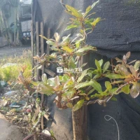 Bán cây lộc vừng, cao 1,6m , tán rộng 1m