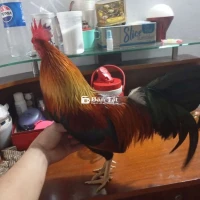 Gà Tre 1kg2 Lông Mới Tay Tốt - Nuôi Kiểng Hay Làm Thịt Đều Phù Hợp  