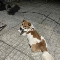 Cần tìm chủ mới cho chó đáng yêu
