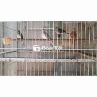 Combo 8 cu kim cương tơ - 1.8 triệu