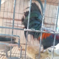 Gà tre lcaanf chuyển nhượng