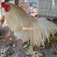 Gà Tân Châu đuôi dài