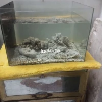 Cá Cảnh Cần Bán Gấp – Ngan Long To Như Hình Chỉ 300k  