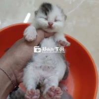 HCM VTàu bán mèo đực bò sữa mũi hồng xinh xắn