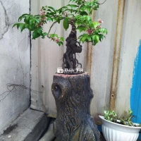 Khế bonsai