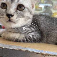 Tìm nhà cho mèo tabby 3 tháng tuổi đáng yêu!