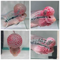 Cá la hán đủ loại