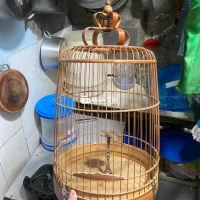 Bán Lồng Sơn Ca Chất Lượng - Đáy Tre Bền Đẹp, Không Lai Gãy  
