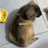 Poodle lai Phú Quốc xoáy lưng đậm xoáy nhiều lông hơi xoăn