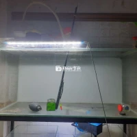 Hồ 1m40x50
