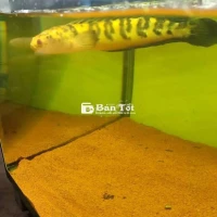 2 Bé Lóc Yellowsen Size 28-30 Cần Tìm Chủ Mới  