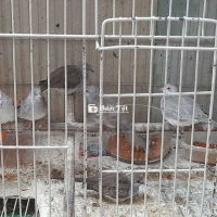Cu hà lan tơ 300k/con