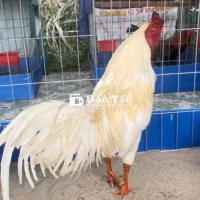 Gà Úa 2kg9 Trạng 3kg1 Thanh Lý  
