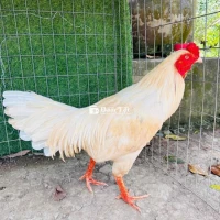 Úa 3kg2 lỗi ne lường tay tốt xỗ giỏi