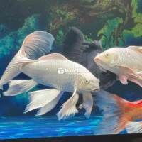 Thanh Lý Cá Phi Phụng Size To Khủng Hoặc GL Cá Rồng  
