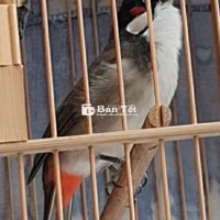 Mào bộ khủng siêu lân tê hầu bò hay nẹc