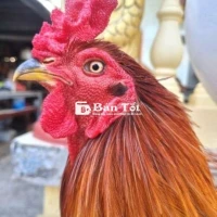 Điều vua chân vuông 3k5