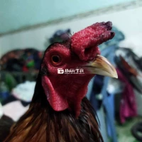 Điều 1k3 còn lên