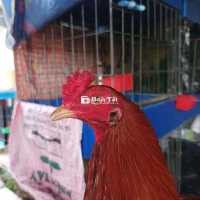 Khét asil mỹ 1kg4 tay tốt