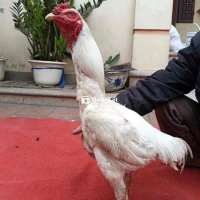 SIÊU PHẨM BẠCH NHẠN THÁI LAN TRẠNG 30  