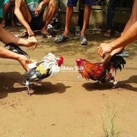 2kg380 gin cần giao lưu 6xị