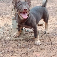 Về quê cần gả gấp